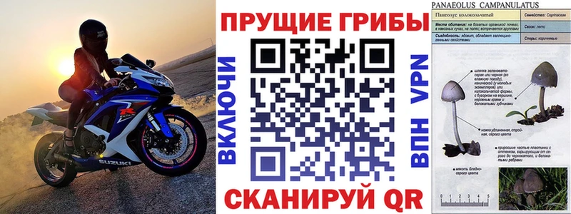 Галлюциногенные грибы Psilocybe  наркошоп  Снежногорск 